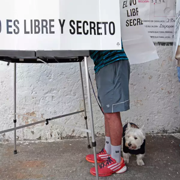 Perritos elecciones