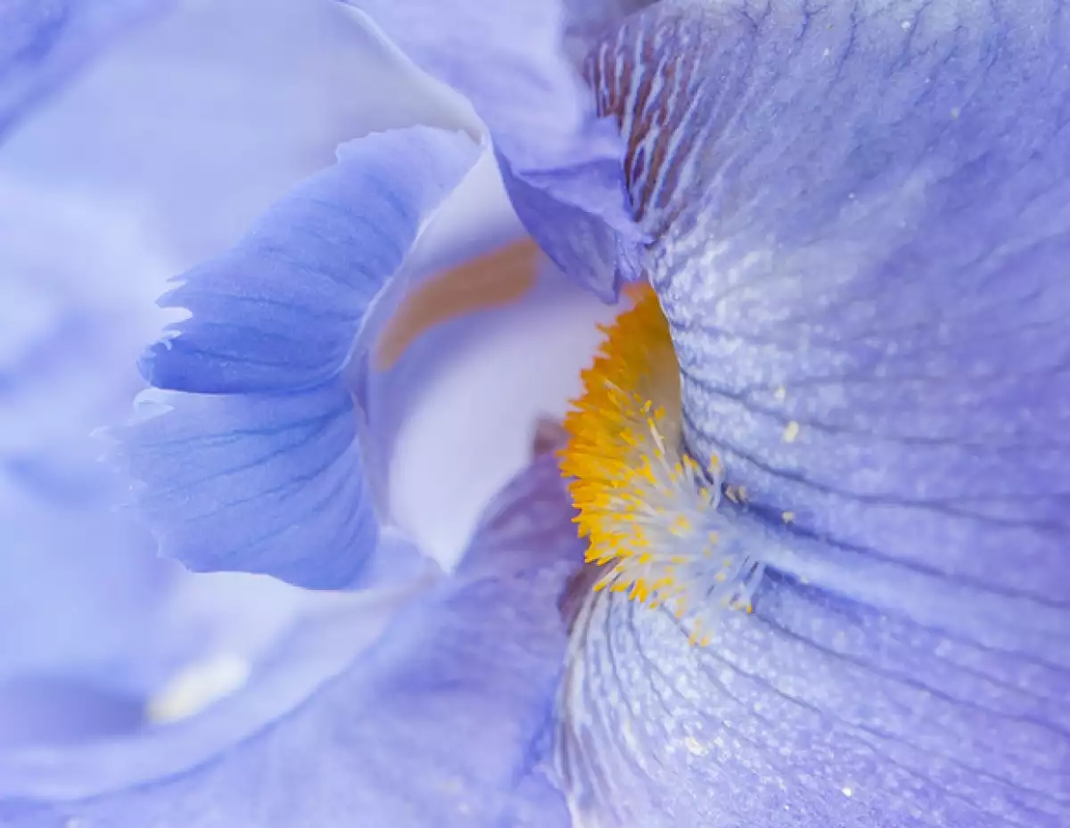 La iris pallida proviene de Italia. Es un ingrediente exótico pero muy especial.