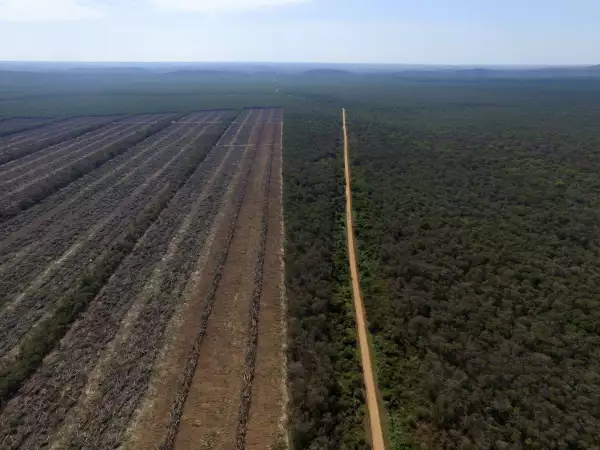bosques-latinoamerica-deforestacion-8.jpeg