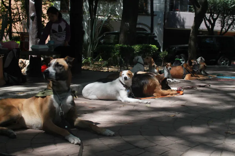 multa perro sin correa CDMX