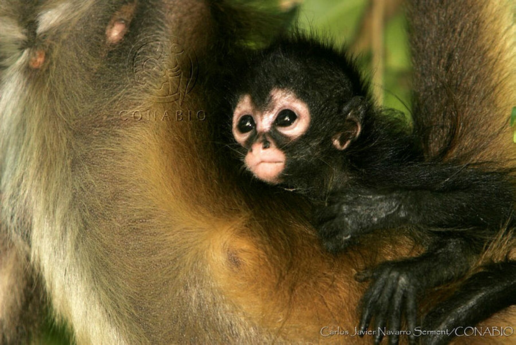 La Biodiversidad En Los Bosques Se Ha Reducido En Un 53 Desde 1970 Dice El Wwf