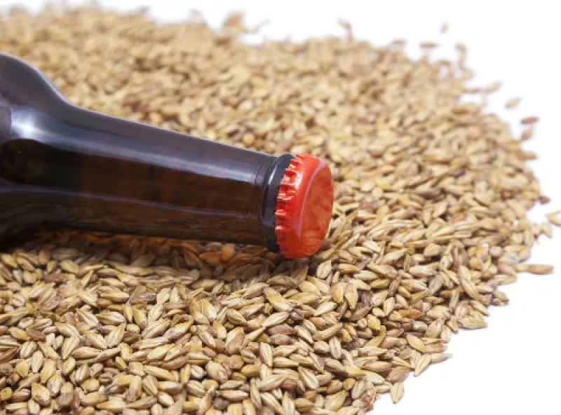 grano para cerveza