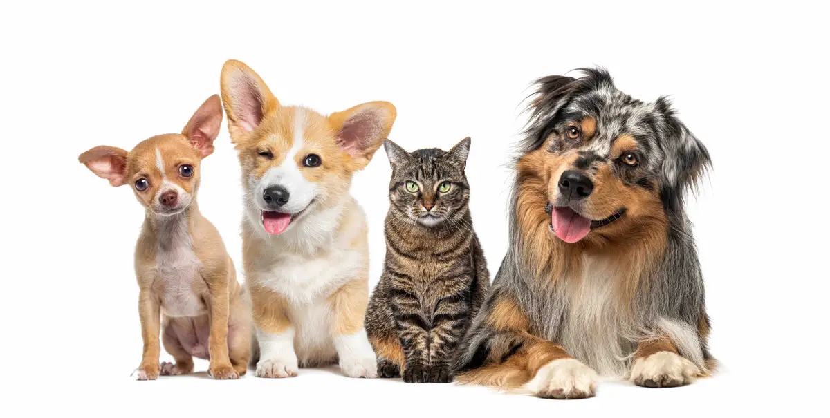 Mediante la iniciativa “Ciudad para las Mascotas”, Mars promueve la adopción en México