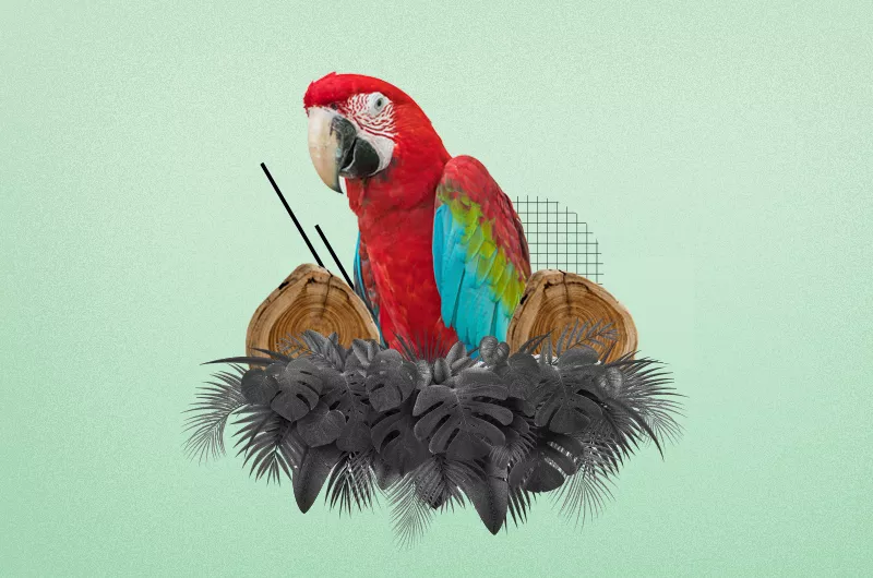 Selva-amazonica-desaparece