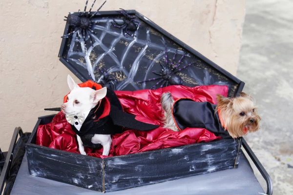 Mascota en Halloween