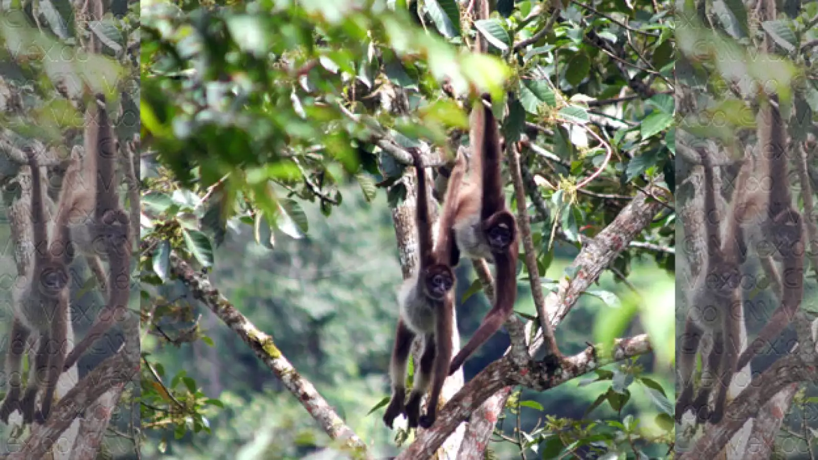 La mitad de los primates en el mundo en riesgo de extinción