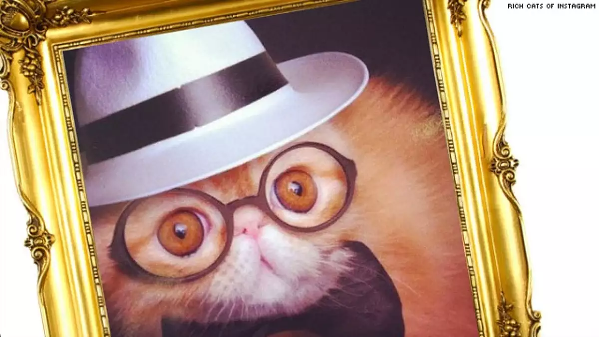 gato, instagram