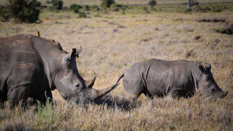 Rinocerontes en Lewa