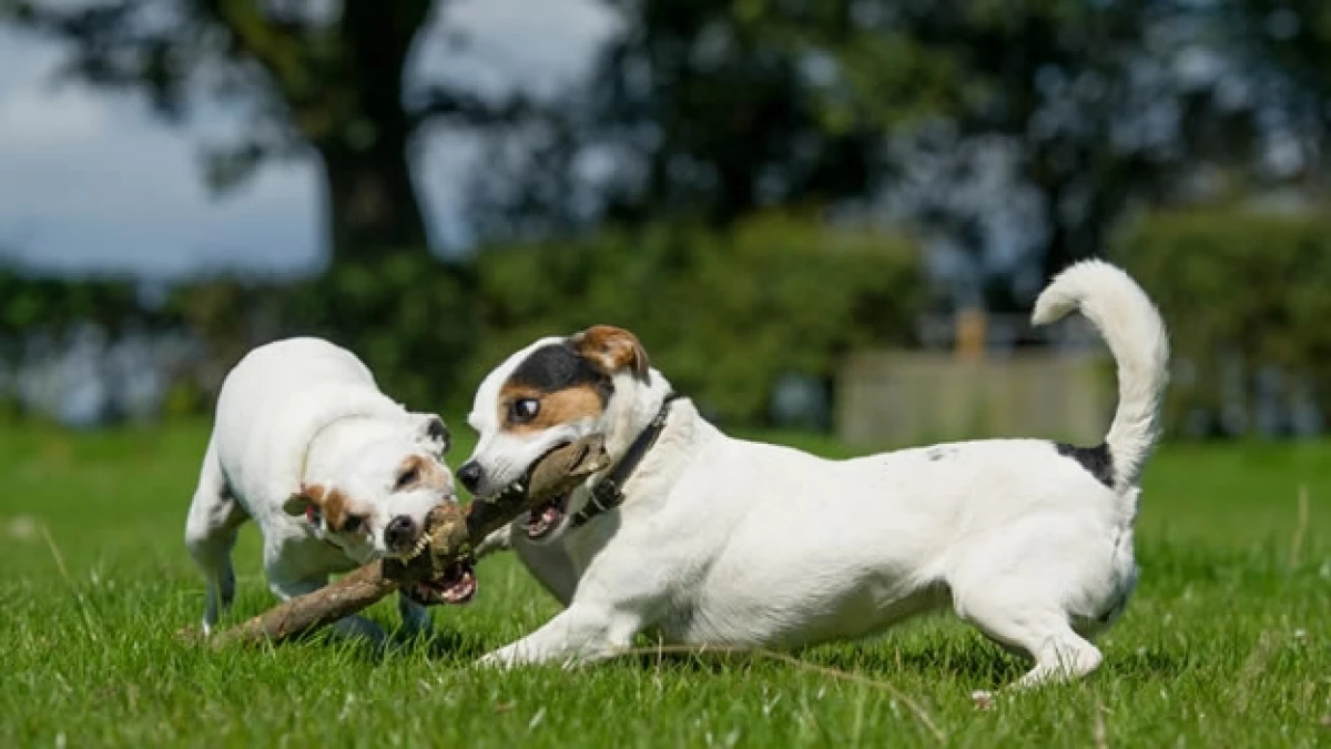 perros celos juego