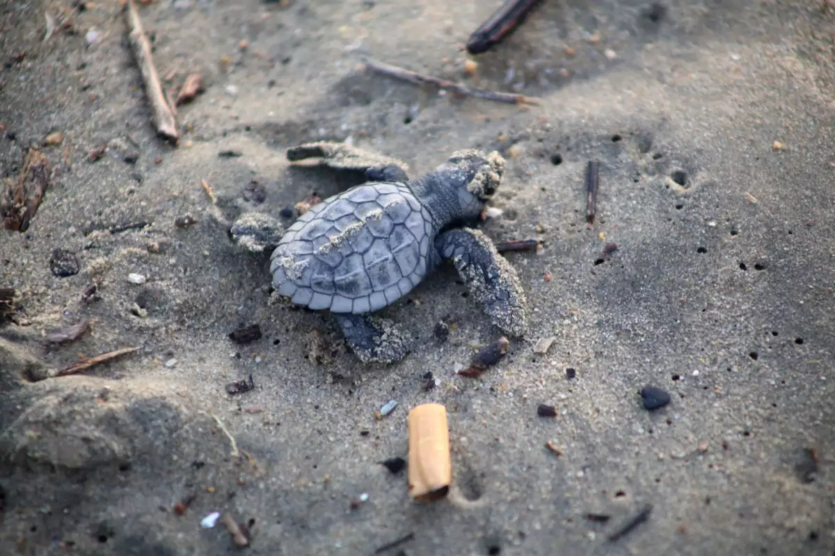tortugas