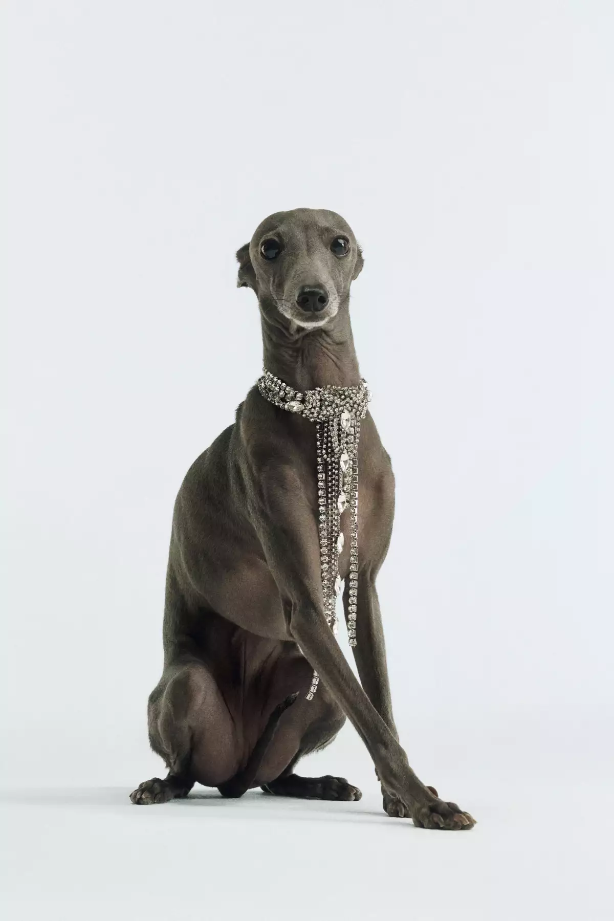 A VERY BIMBA XMAS_BIMBA Y LOLA_1.jpg