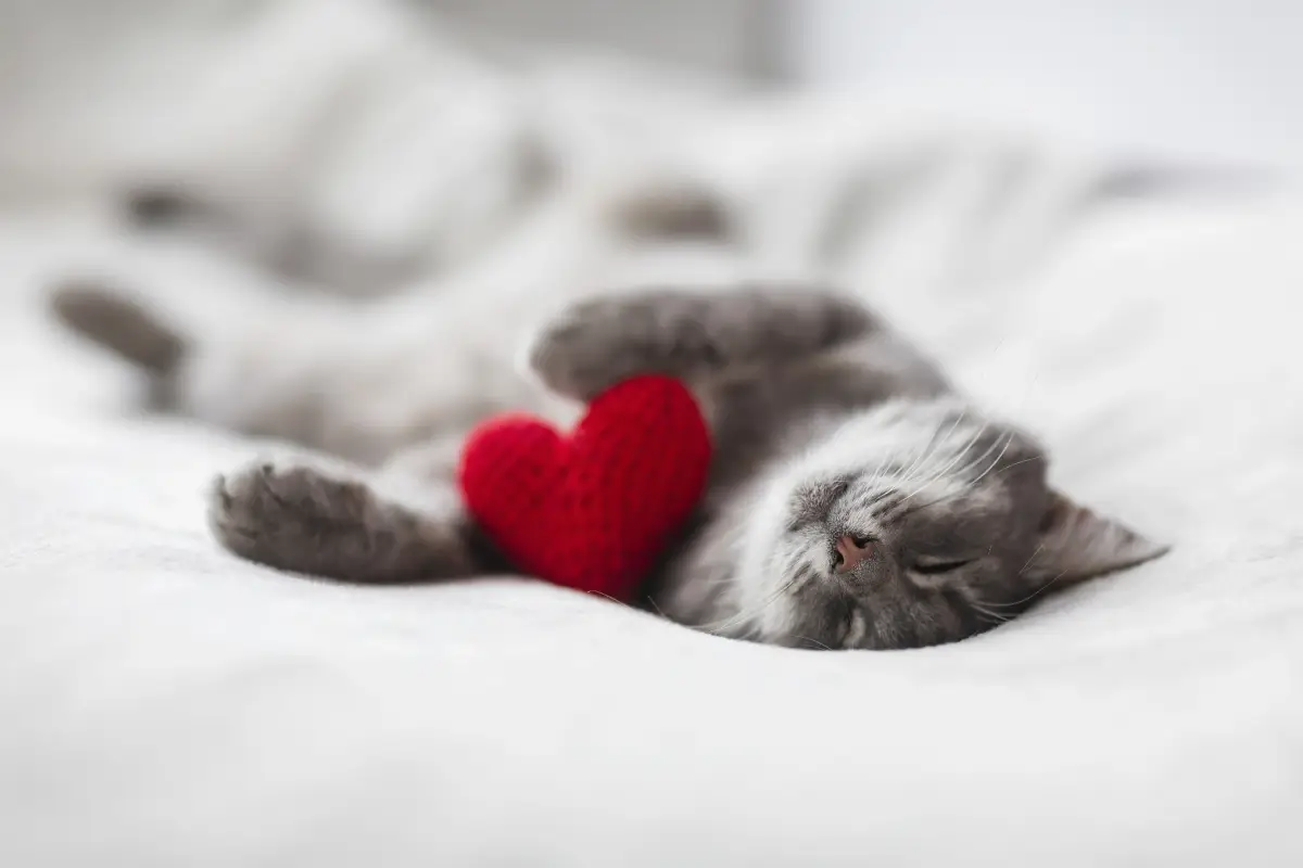 como-fortalecer-relacion-gato