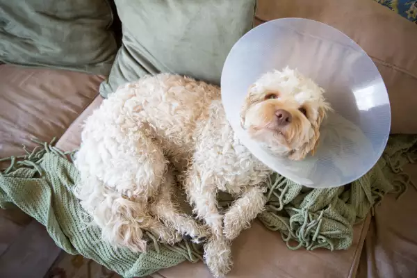 Recovering from operation