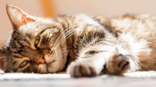 Cómo cuidar a un gato senior