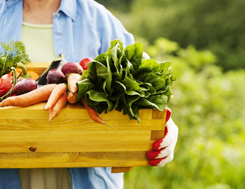 La comida orgánica son aquellos alimentos que no están expuestos, entre otras cosas, a pesticidas y fertilizantes.