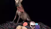 ¿Cuándo llegan las mascotas en Día de muertos y cuándo se les pone la ofrenda?