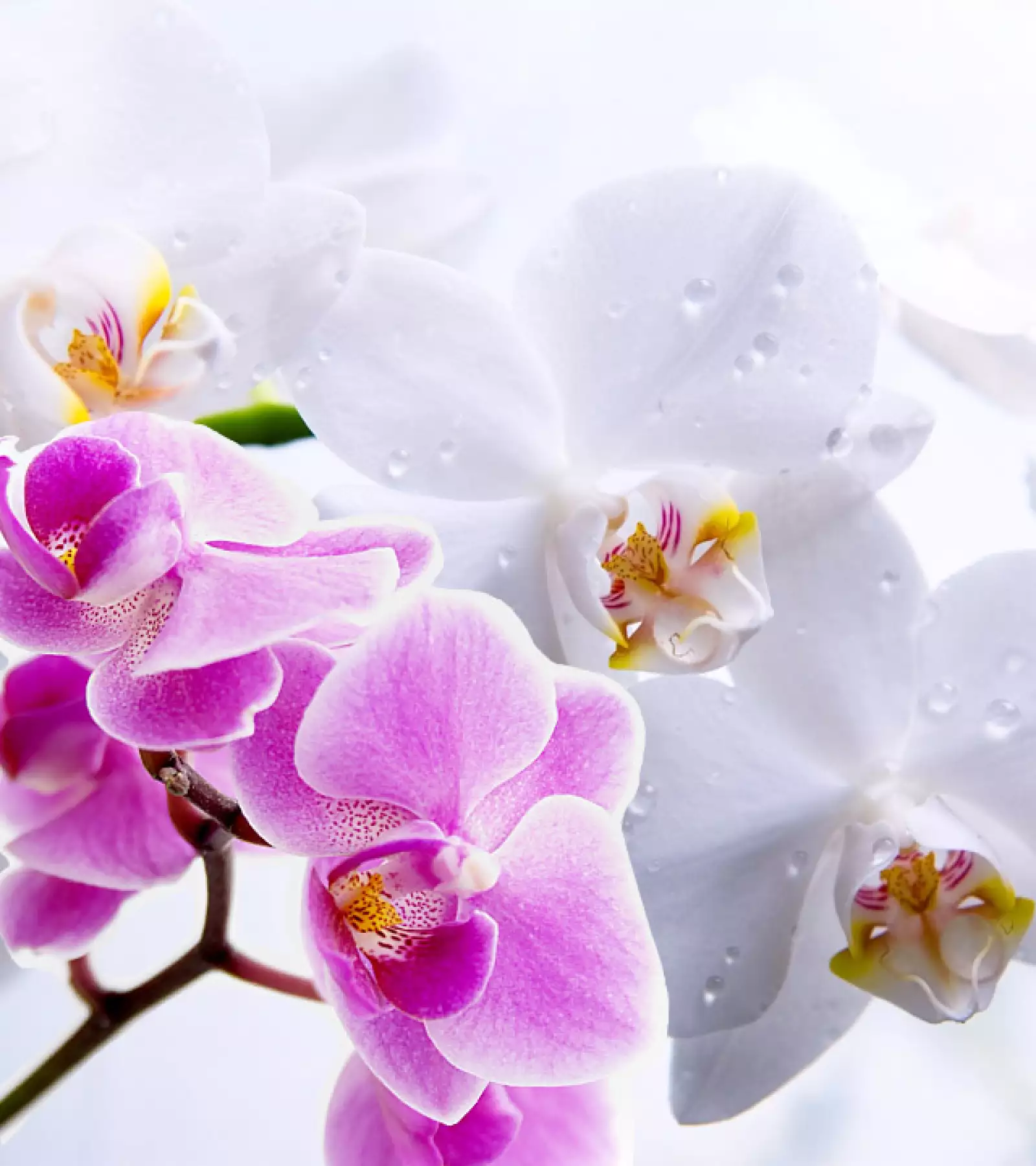 Orquídea: Simboliza el amor y el respeto hacia una hermosa mujer.