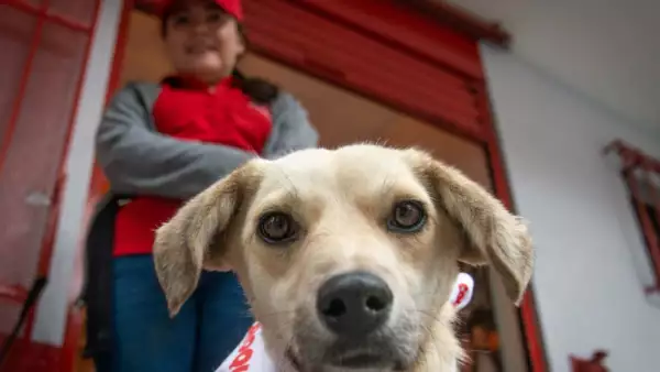 ¿El CURP para mascotas es obligatorio? Estas son las multas por no tramitarlo