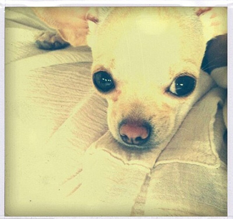 Rumer, hija de Demi, fue quien subió la foto de uno de los perros.