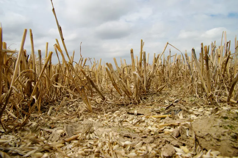 Las importaciones de estos alimentos en México han aumentado a causa de la sequía