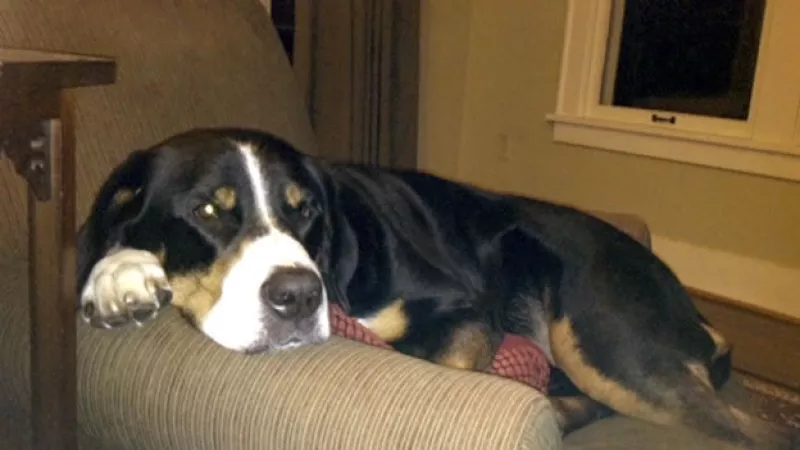 perro Sierra Augusta golf