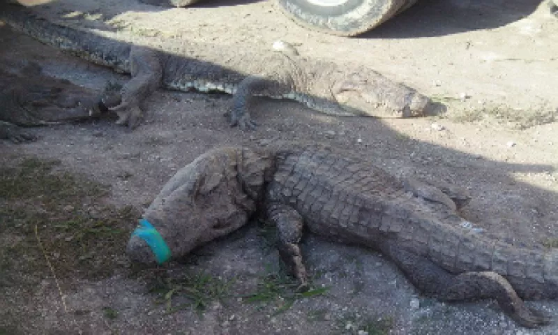 La Profepa dice que habrá una sanción económica para la empresa. (Foto: Profepa/ Cortesía)