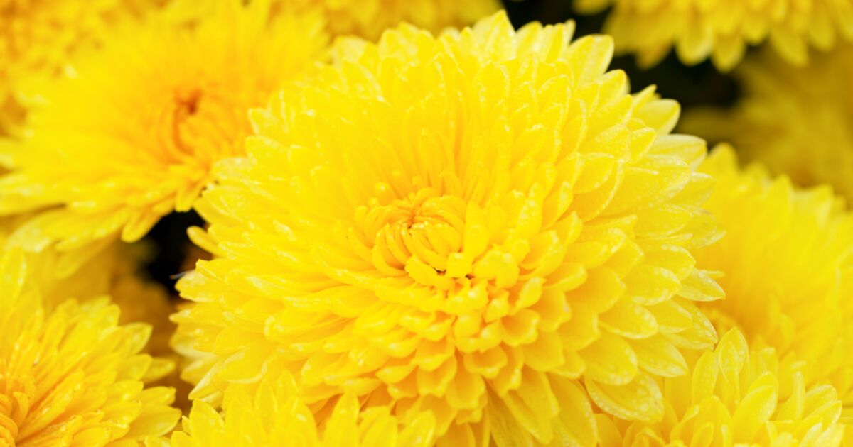 Neden 21 Eylül'de sarı çiçekler veriliyor ve vermek için hangi seçenekler var?