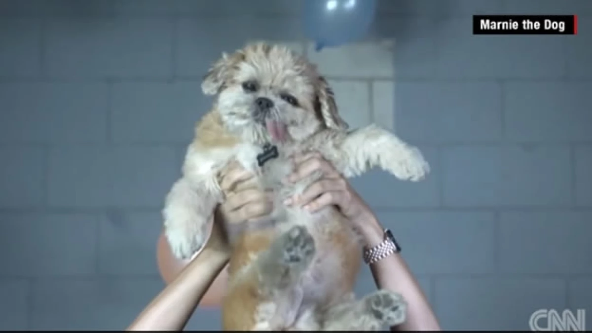 marnie the dog