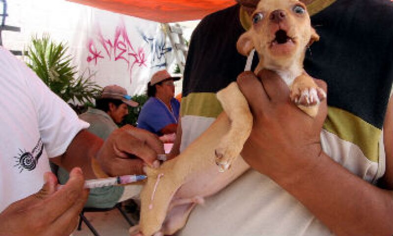 perro casero vacunaci�n