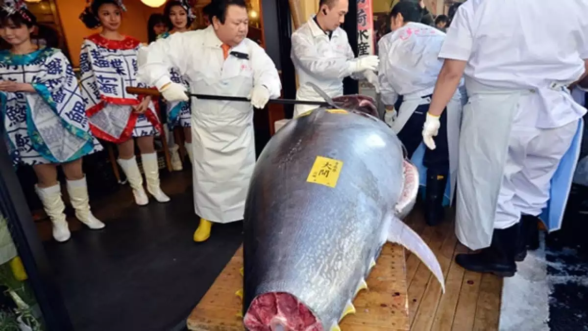 atún gigante japón