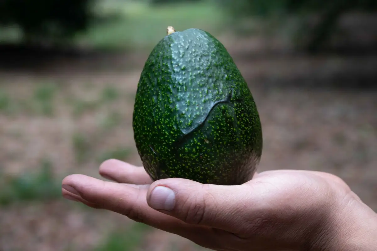 Producción Aguacates-8