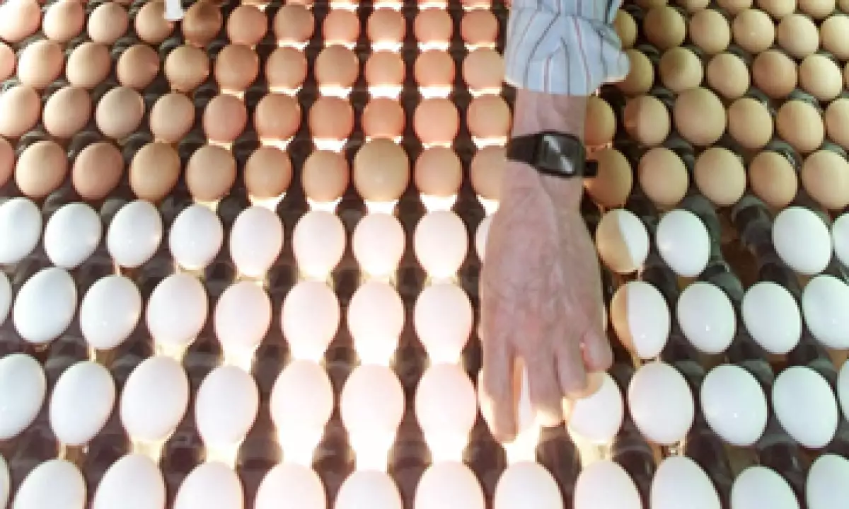 En los supermercados, el costo de la docena de huevo blanco es de hasta 25.10 pesos y de 26.75 pesos en el caso del rojo. (Foto: AP)