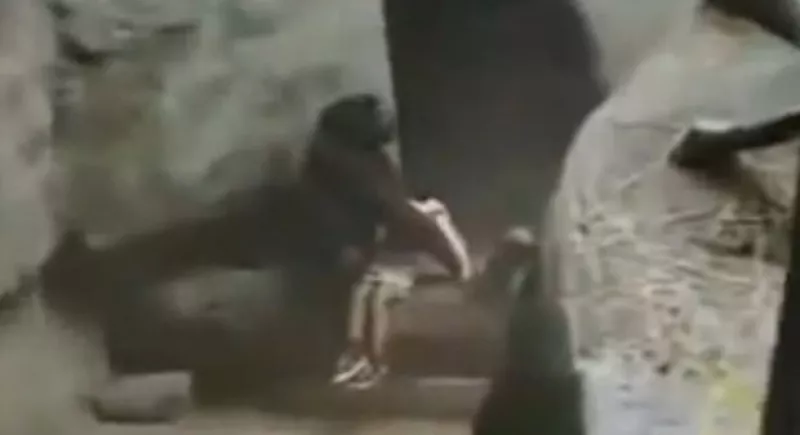 Misma historia, diferente final. En 1996 un niño cayó en la guarida de los gorilas en un zoológico de Chicago, sin embargo, a diferencia de lo ocurrido en Cincinnati, ambos sobrevivieron.