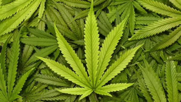 Marihuana
