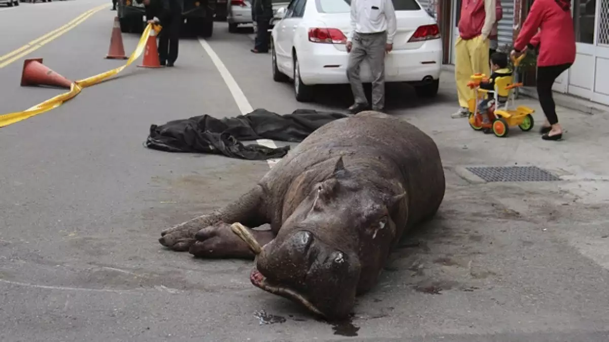 hipopótamo herido Taiwán