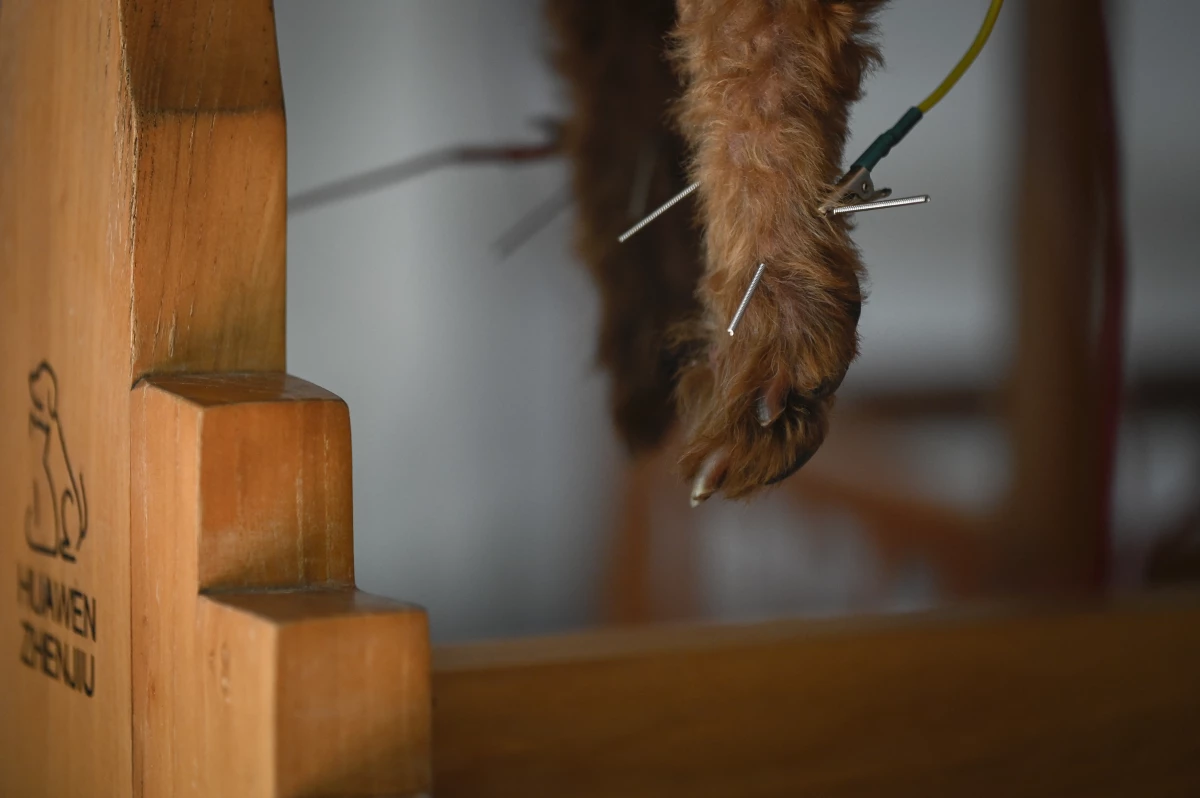 Acupuncture for animals, a growing trend in Beijing acupuncture-animals