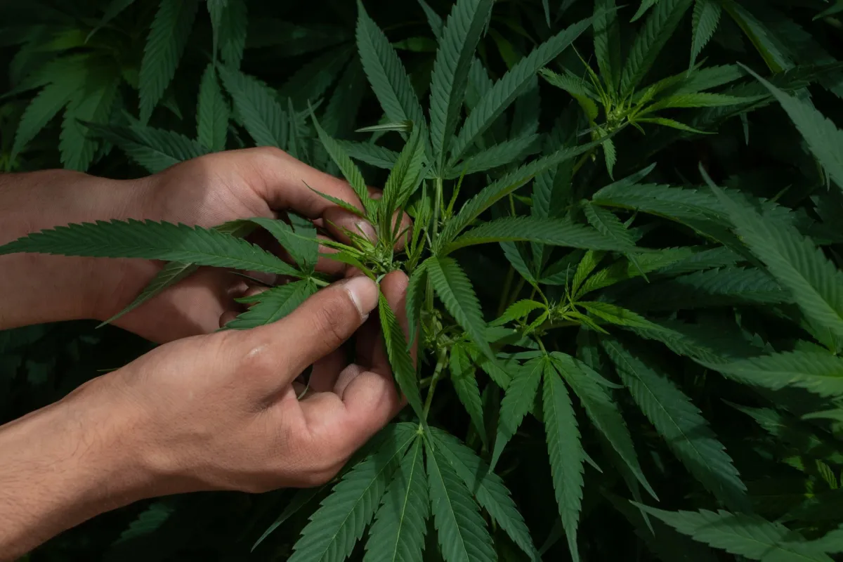 Integrantes del plantón de la cannabis cortaron algunas plantas que se encuentran afuera del Senado de la República