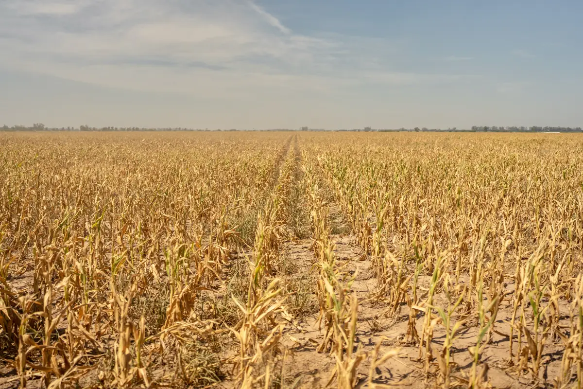 agricultura y cambio climatico