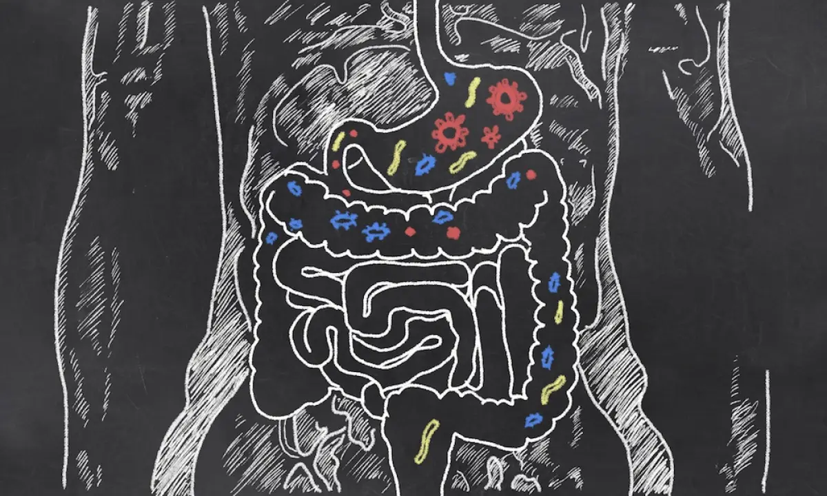 Probióticos - antibióticos - flora intestinal