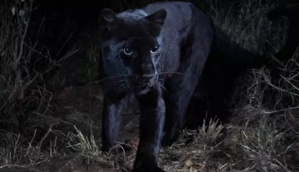 Leopardo negro.