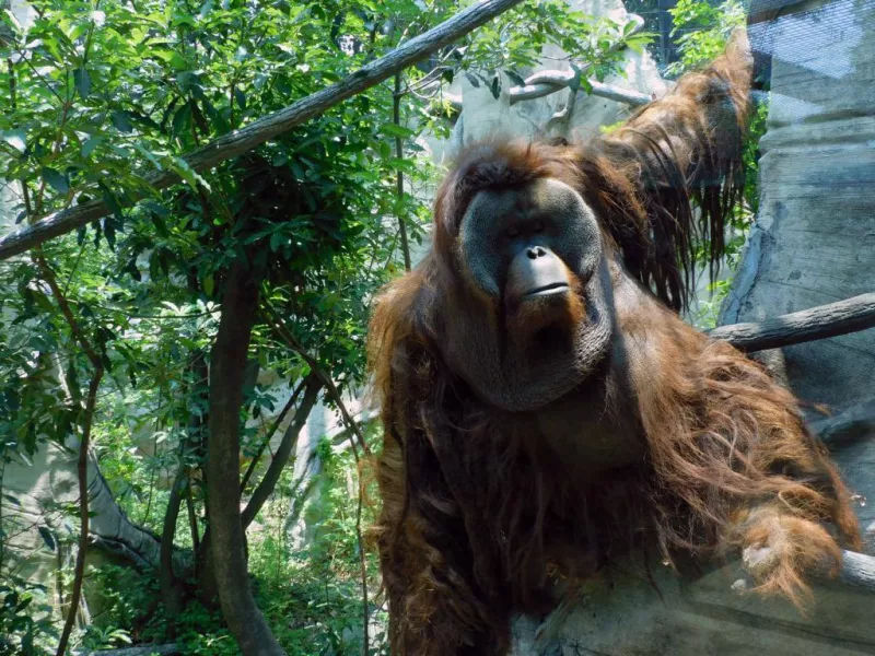 toto-orangutan-.jpeg