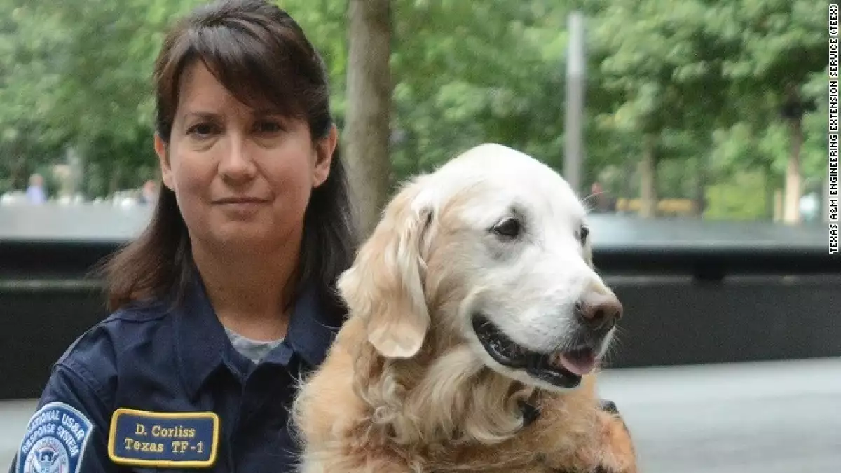 bretagne perro rescatista 9/11