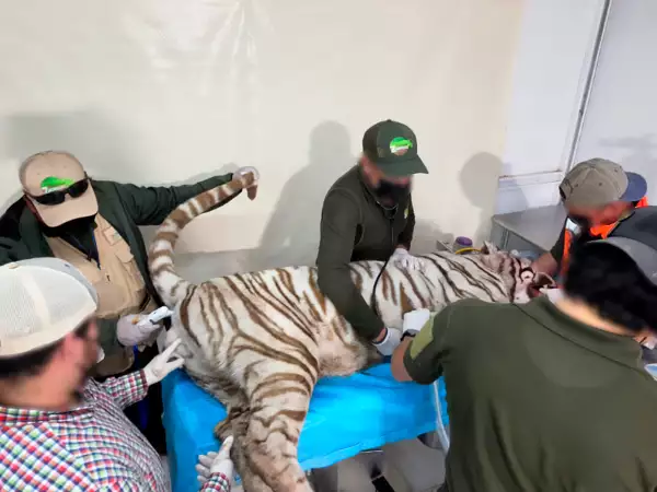 Tigre_EMX_2.jpg