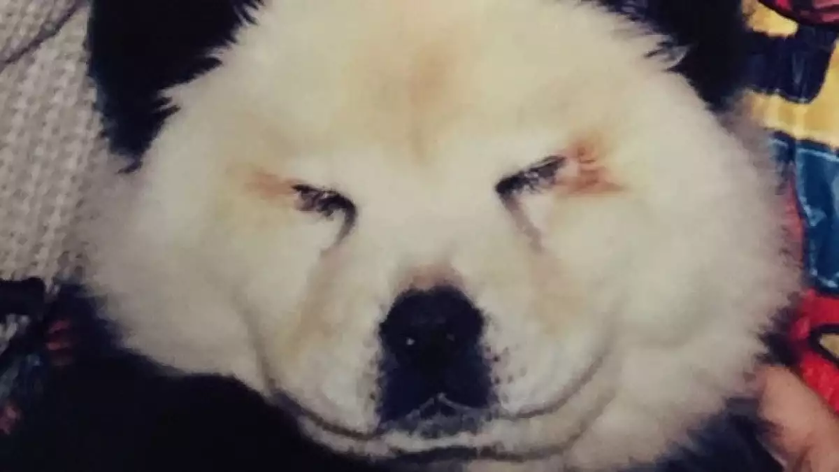perro