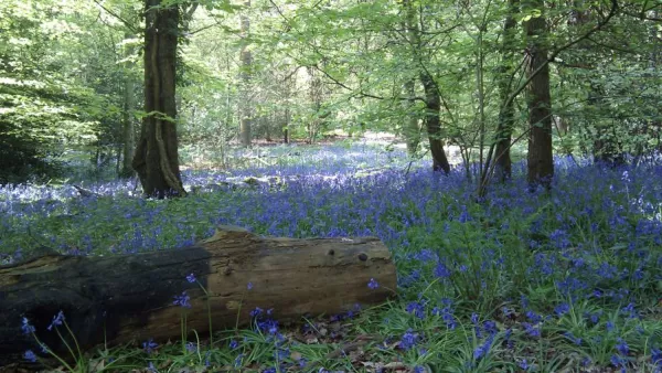 Whippendell Woods