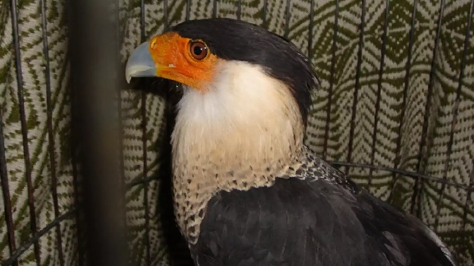 Aves Hank Rhon 