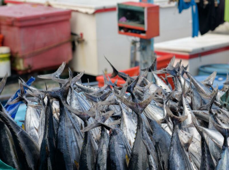 pesca de at�n