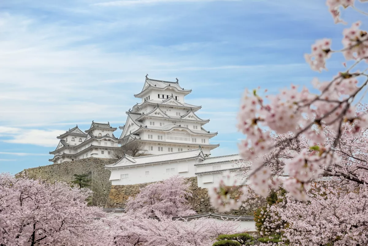 Cherry blossom flowers and Himeji castle in Himeji, Hyogo, Japan