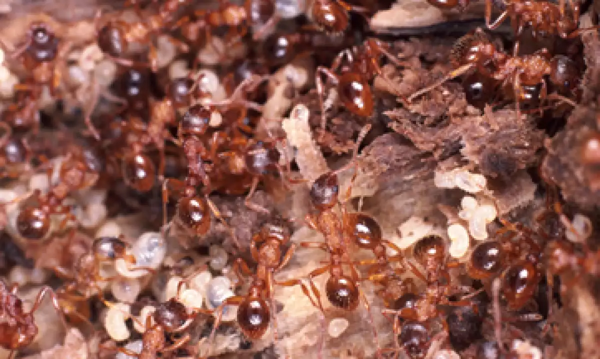 La granja tiene 2,500 metros cuadrados y busca ser una alternativa sustentable de emprendimiento local. (Foto: Thinkstock)