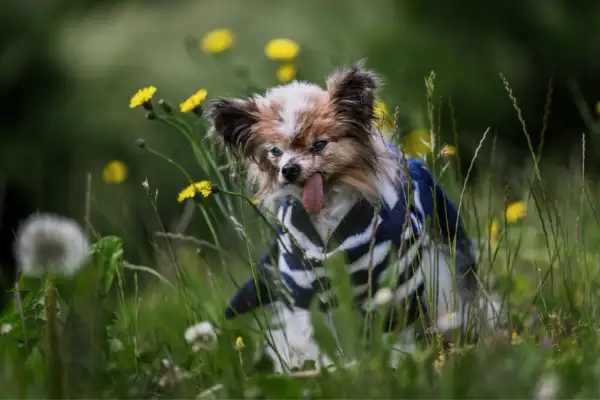 EL PERRO VIVIÓ 30 AÑOS Y 5 MESES.png